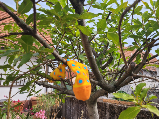 Die gelbe Socke mit blauen Punkten hängt in einem Baum.