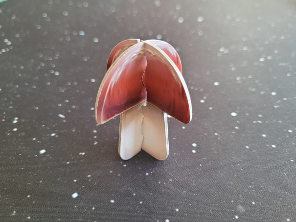 Ein aus zwei Kartonteilen zusammengesteckter Pilz.